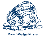 Dwarf-Wedge Mussel